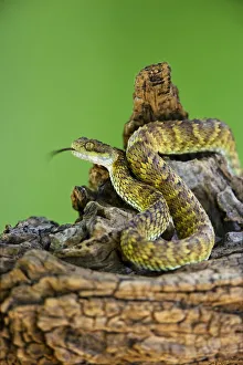 Stock photo of Hairy bush viper (Atheris hispida) captive, from Central  Africa. Available for sale on