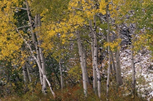 USA, CO, Maroon Bells-Snowmass Wilderness. Fall colors on Aspen trees USA, CO, Maroon Bells-Snowmass Wilderness. Fall colors on Aspen trees