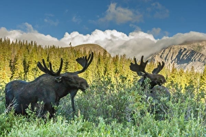 USA, Colorado, Arapaho National Forest. Two male moose grazing on bushes. Credit as USA, Colorado, Arapaho National Forest. Two male moose grazing on bushes. Credit as