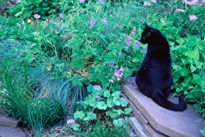USA, Colorado, Black cat in a garden