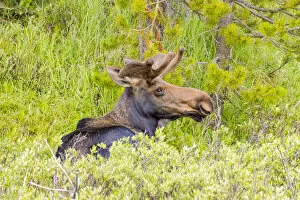 USA, Colorado, Cameron Pass. Adult bull moose resting in grass