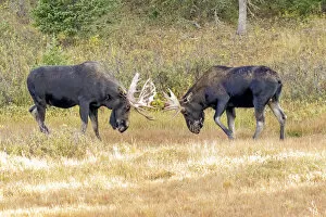 USA, Colorado, Cameron Pass. Two bull moose dueling