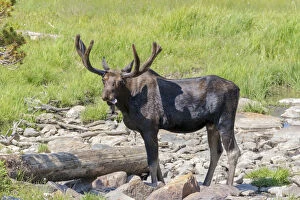 USA, Colorado, Cameron Pass. Bull moose with early antlers