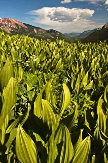 Images Dated 3rd July 2008: USA, Colorado, Crested Butte. Corn lily field and wildflowers in summer. Credit as