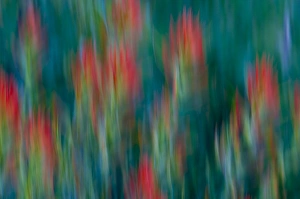 USA, Colorado, Crested Butte. Flower abstract USA, Colorado, Crested Butte. Flower abstract