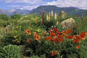 Images Dated 9th May 2009: USA, Colorado, Crested Butte. Poppies and lupine in mountain garden