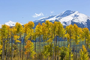 USA, Colorado. Fall aspens and mountain. Credit as: Don Paulson / Jaynes Gallery USA, Colorado. Fall aspens and mountain. Credit as: Don Paulson / Jaynes Gallery