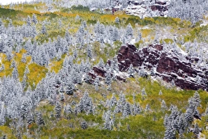 USA, Colorado, First Snow over the Red Cliffs and Aspens of Redstone Colorado USA, Colorado, First Snow over the Red Cliffs and Aspens of Redstone Colorado