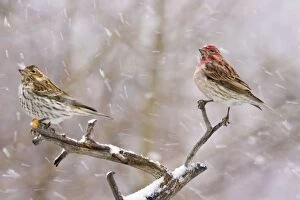 Images Dated 30th April 2005: USA, Colorado, Frisco. Female and male Cassins finches in a blizzard. Credit as: Fred J