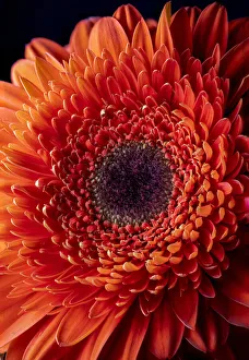 USA, Colorado, Ft. Collins. Orange gerbera daisy. Credit as Fred Lord / Jaynes Gallery / USA, Colorado, Ft. Collins. Orange gerbera daisy. Credit as Fred Lord / Jaynes Gallery /