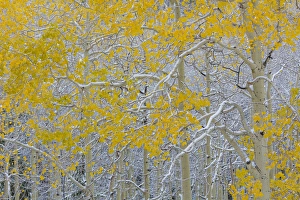 USA, Colorado, Grand Mesa. Early snow on aspen trees USA, Colorado, Grand Mesa. Early snow on aspen trees