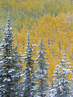 USA, Colorado, Grand Mesa. Early snowfall on forest USA, Colorado, Grand Mesa. Early snowfall on forest