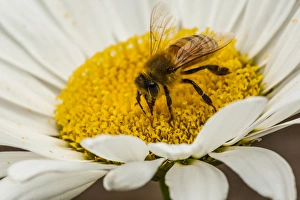 USA, Colorado, Jefferson County. Honey bee on daisy blossom USA, Colorado, Jefferson County. Honey bee on daisy blossom