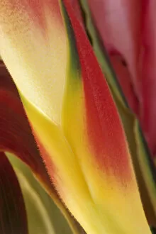 Images Dated 16th December 2014: USA, Colorado, Lafayette, heliconia close-up Credit as: Marie Bush / Jaynes Gallery