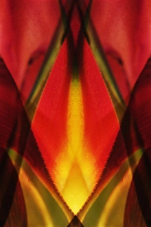 USA, Colorado, Lafayette. Heliconia plant montage USA, Colorado, Lafayette. Heliconia plant montage