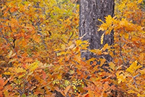 USA, Colorado, Mancos State Recreation Area, Gambel oak tree USA, Colorado, Mancos State Recreation Area, Gambel oak tree