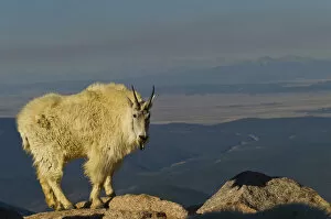 Images Dated 18th June 2012: USA, Colorado, Mount Evans. Mountain goat with black tongue sticking out. Credit as