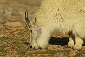 Images Dated 18th June 2012: USA, Colorado, Mount Evans. Mountain goat nanny feeding on wildflowers. Credit as