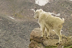 Images Dated 19th June 2012: USA, Colorado, Mount Evans. Mountain goat yearling and scenery