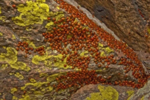 USA, Colorado, Mount Falcon Open Space Park. Ladybug beetles gather on rock for USA, Colorado, Mount Falcon Open Space Park. Ladybug beetles gather on rock for