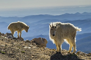 USA, Colorado, Mt. Evans. Mountain goats and scenery USA, Colorado, Mt. Evans. Mountain goats and scenery