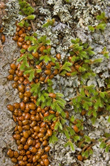 USA, Colorado, Pike National Forest. Detail of a swarm of ladybugs gathered on rocks USA, Colorado, Pike National Forest. Detail of a swarm of ladybugs gathered on rocks