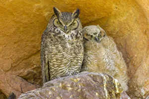 USA, Colorado, Red Rocks State Park. Great horned owl and owlet at nest in rocks USA, Colorado, Red Rocks State Park. Great horned owl and owlet at nest in rocks