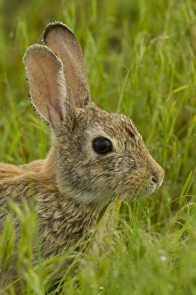 USA, Colorado, Rocky Mountain Arsenal National Wildlife Refuge. Side portrait of cottontail rabbit USA, Colorado, Rocky Mountain Arsenal National Wildlife Refuge. Side portrait of cottontail rabbit