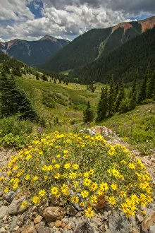 Images Dated 25th May 2013: USA, Colorado, San Juan Mountains. Wildflowers in Ophir Pass