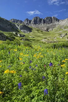 Images Dated 19th July 2013: USA, Colorado, San Juan Mountains. Wildflowers in American Basin valley. Credit as
