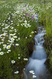 Images Dated 25th July 2013: USA, Colorado, San Juan Mountains. Daisies next to stream