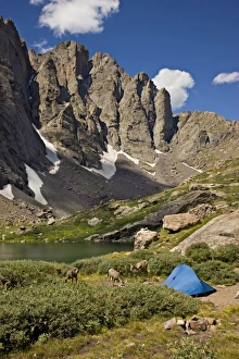 USA, Colorado, Sangre de Cristo Wilderness, Upper South Colony Lake. Bighorn sheep USA, Colorado, Sangre de Cristo Wilderness, Upper South Colony Lake. Bighorn sheep