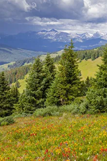 USA, Colorado, Shrine Pass, Vail. Flowery landscape in summer USA, Colorado, Shrine Pass, Vail. Flowery landscape in summer