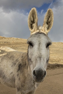 USA, Colorado, South Park. Close-up of wild burro USA, Colorado, South Park. Close-up of wild burro