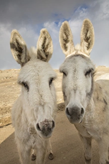 USA, Colorado, South Park. Close-up of wild burros USA, Colorado, South Park. Close-up of wild burros