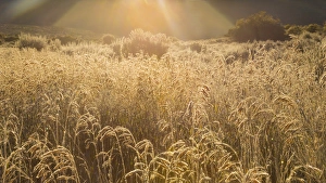 USA, Colorado. Sunlight on fall grasses. Credit as: Don Paulson / Jaynes Gallery USA, Colorado. Sunlight on fall grasses. Credit as: Don Paulson / Jaynes Gallery