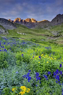 Images Dated 19th July 2013: USA, Colorado. Sunrise on wildflowers in American Basin in the San Juan Mountains