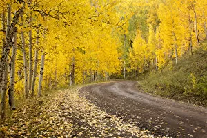 Images Dated 3rd October 2011: USA, Colorado, Uncompahgre National Forest. Autumn-colored aspen trees line a forest road