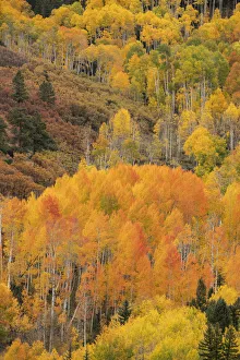 USA, Colorado, Uncompahgre National Forest. Mountain aspen forest in autumn. Credit as USA, Colorado, Uncompahgre National Forest. Mountain aspen forest in autumn. Credit as