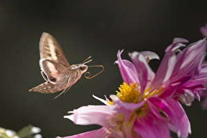 USA, Colorado. White-lined sphinx moth unfolds long tongue to feed USA, Colorado. White-lined sphinx moth unfolds long tongue to feed