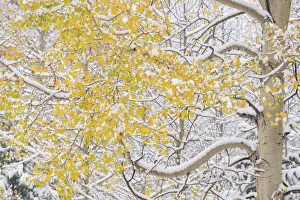 USA, Colorado, White River National Forest. Snow coats aspen trees in winter. Credit as USA, Colorado, White River National Forest. Snow coats aspen trees in winter. Credit as