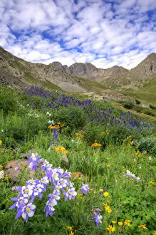 Images Dated 19th July 2013: USA, Colorado. Wildflowers in American Basin in the San Juan Mountains. Credit as