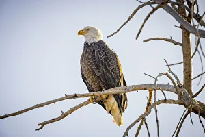 USA, Colorado, Windsor. American bald eagle on limb USA, Colorado, Windsor. American bald eagle on limb