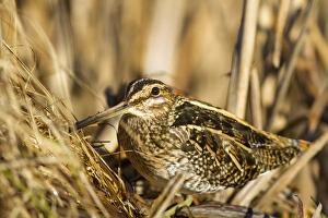 Sandpipers Gallery: Marsh Sandpiper Collection