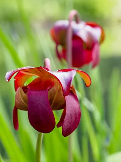 USA, Delaware. The red flower of the pitcher plant (sarracenia rubra), a carnivorous plant USA, Delaware. The red flower of the pitcher plant (sarracenia rubra), a carnivorous plant