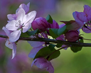 USA, Delaware, Winterthur Gardens. Close-up of azalea flowers and buds on limb. Credit as USA, Delaware, Winterthur Gardens. Close-up of azalea flowers and buds on limb. Credit as