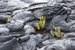 USA. Ferns are often the first plant to colonize new lava fields. This scene is located USA. Ferns are often the first plant to colonize new lava fields. This scene is located