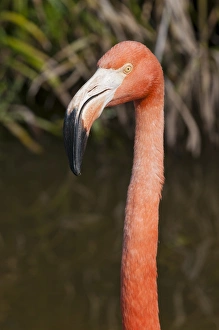 USA, Florida. American Flamingo (Phoenicopterus ruber) Gatorland Orlando, Florida USA, Florida. American Flamingo (Phoenicopterus ruber) Gatorland Orlando, Florida