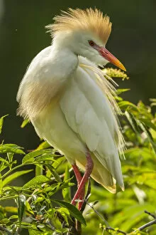 Cattle Egret Collection: USA, Florida, Anastasia Island. Cattle egret in breeding plumage
