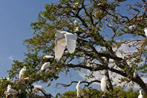 Images Dated 26th April 2011: USA, Florida, Anastasia Island. Great egret flying past egret tree rookery. Credit as